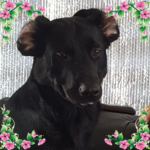 Meet your Posher, Susan - Picture 1 of 1